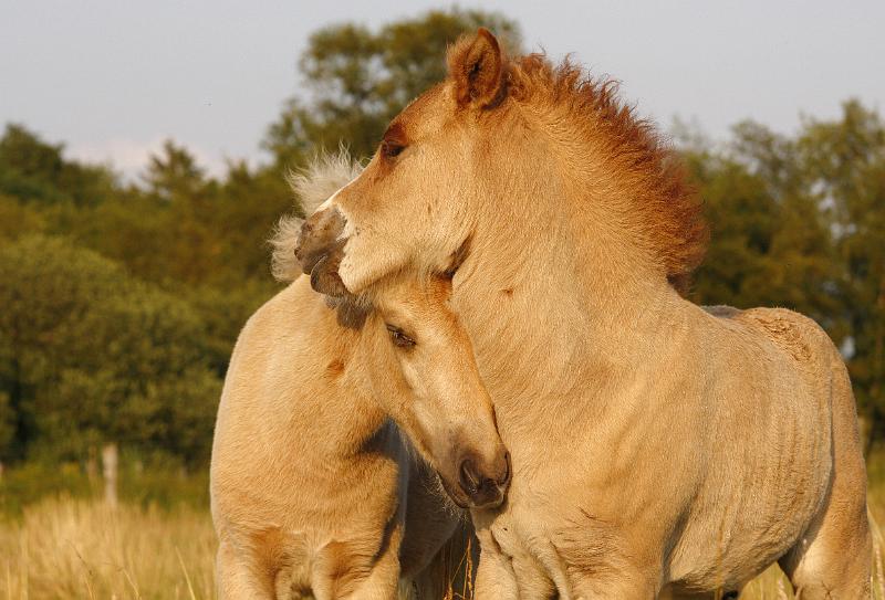 Gabriel und Lysir 1.jpg